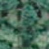Verde Floresta