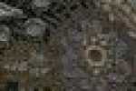 Preto Paisley