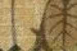 Bege Folhas Bege Folhas