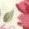 Marfim Rosado Marfim Rosado