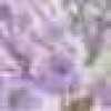 Roxo