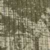 Caqui
