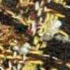 Amarelo