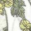 Branco-sujo × Amarelo Branco-sujo × Amarelo