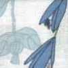 Branco-sujo × Azul Branco-sujo × Azul