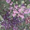 Roxo Roxo