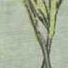 Menta Menta