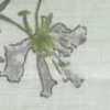 Menta Menta