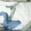Branco-sujo × Azul Branco-sujo × Azul